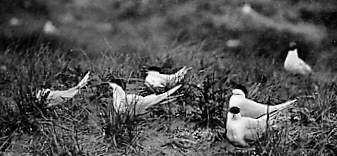 Sandwich terns at Ravenglass, by Mr W.Bickerton