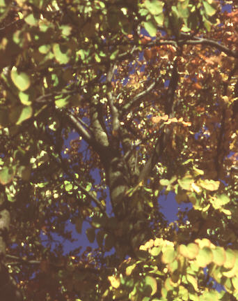 Nottinghamshire, England. Early autumn 1987. Foliage in the Japanese garden, Newstead Abbey.