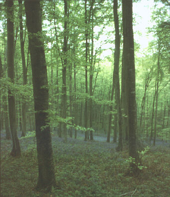 Pays de Bray, France. Spring 1985. Spring woodland tints in the Foret d'Eawy.